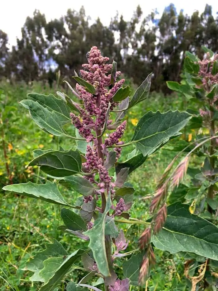 A blossoming quinoa plant.